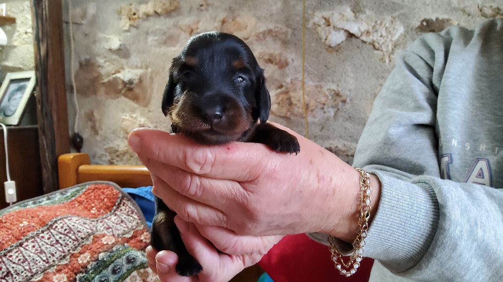 Du Clan Des Ribaudes - Chiot disponible  - Teckel poil long