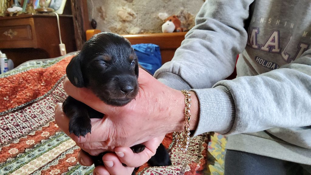 Du Clan Des Ribaudes - Chiot disponible  - Teckel poil long