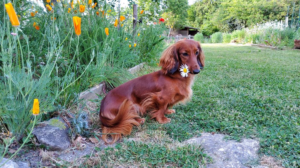 CH. katerinapark Hanna