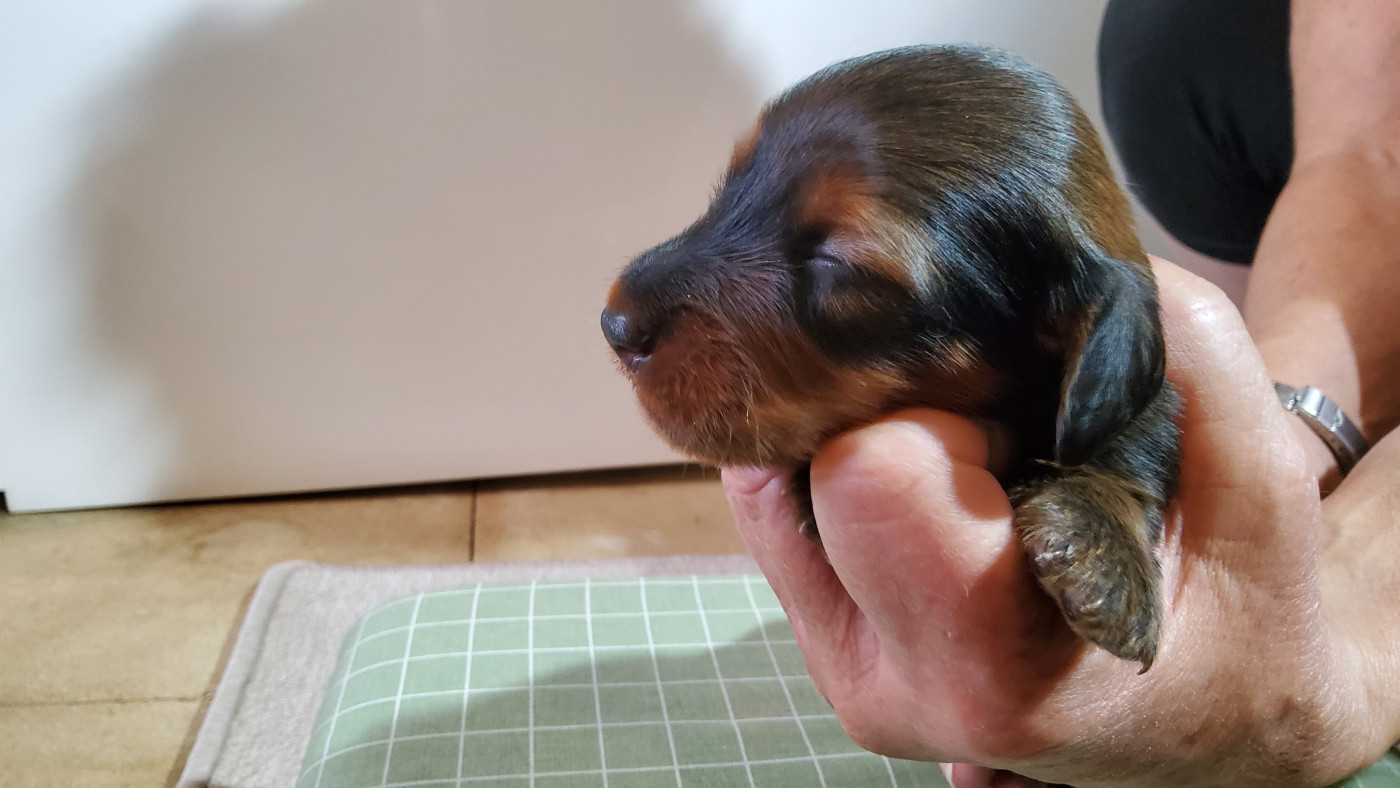 Du Clan Des Ribaudes - Chiots disponibles - Teckel poil long