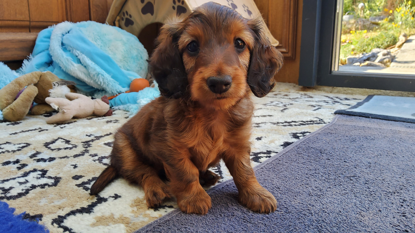 Du Clan Des Ribaudes - Chiots disponibles - Teckel poil long