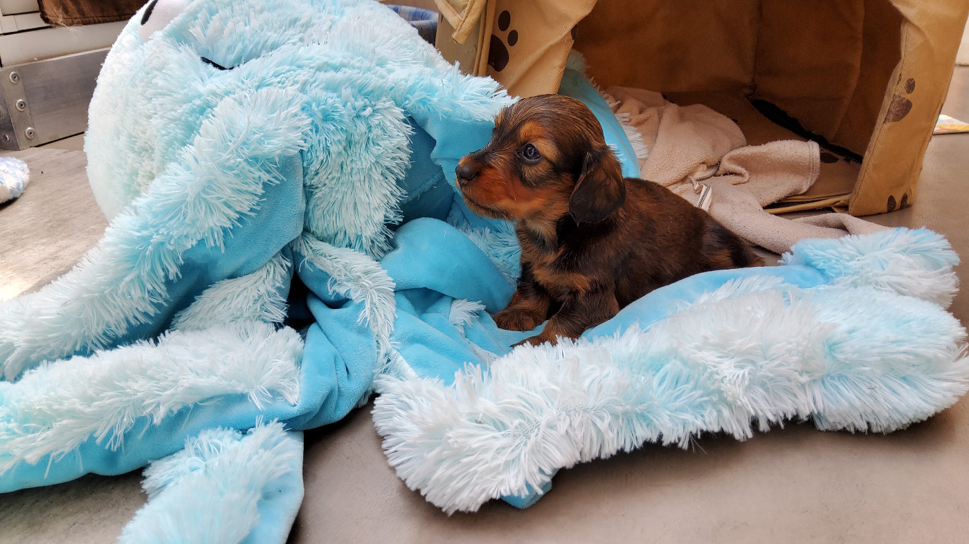 Du Clan Des Ribaudes - Chiots disponibles - Teckel poil long