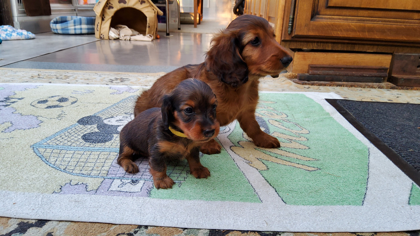Du Clan Des Ribaudes - Chiots disponibles - Teckel poil long