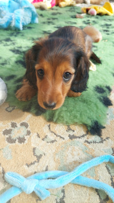 Bandit