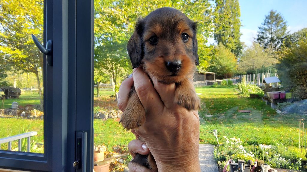 Du Clan Des Ribaudes - Chiots disponibles - Teckel poil long