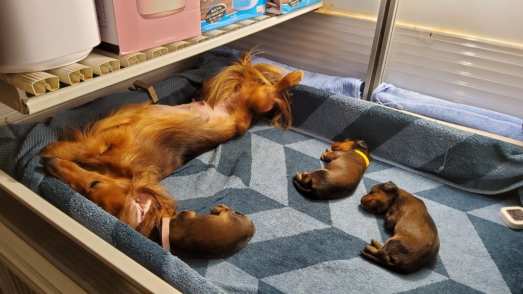 Chiot Teckel poil long Du Clan Des Ribaudes